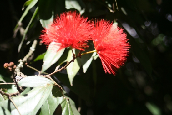 0782_bogota_le_jardin_botanique.jpg