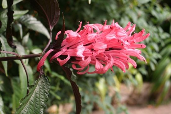 0796_bogota_le_jardin_botanique.jpg