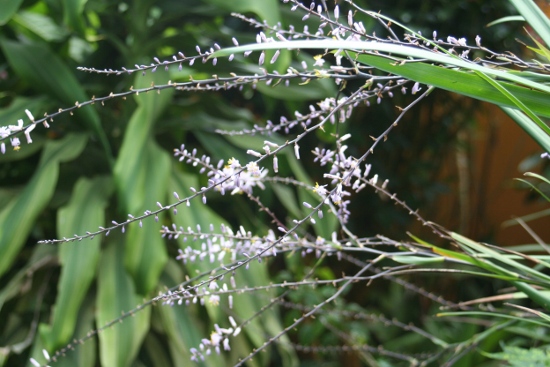 0801_bogota_le_jardin_botanique.jpg