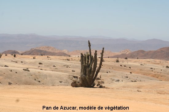 1244_pan_de_azucar.jpg