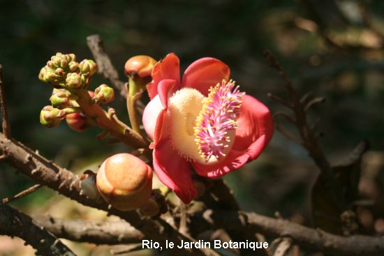 1473_rio_le_jardin_botanique.jpg