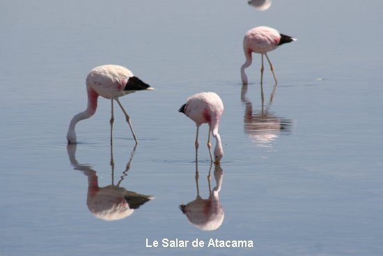 2039_san_pedro_de_atacama_le_salar.jpg