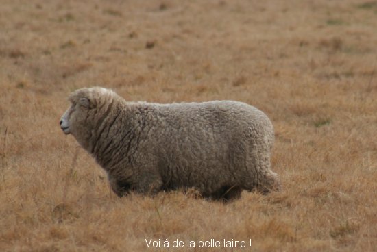 209_moutons_rte_10.jpg