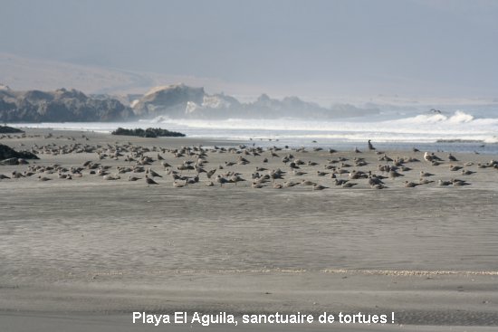 2289_playa_el_aguila.jpg