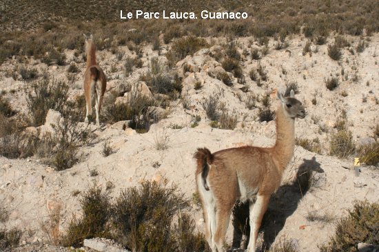 2993_parc_de_lauca.jpg