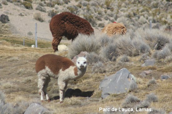 3086_parc_de_lauca.jpg