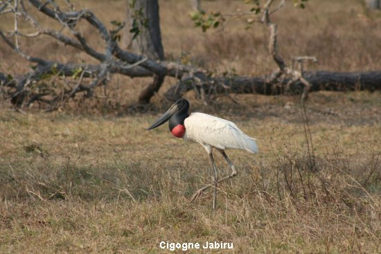 472_cigogne_jabiru.jpg