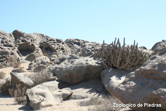 932_zoologico_de_piedras.jpg