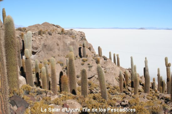 1127_le_salar.jpg