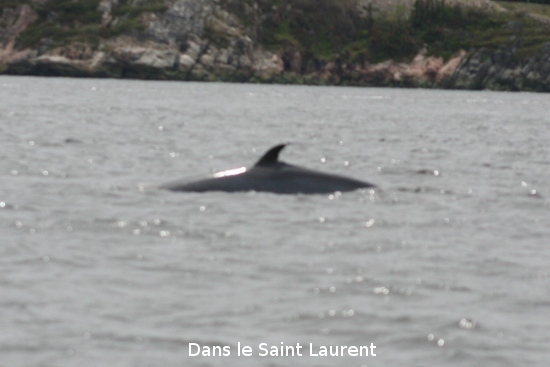 0618_le_st_laurent.jpg