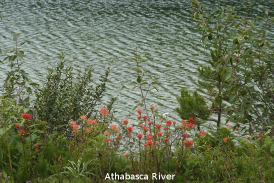 2361_athabasca_falls.jpg