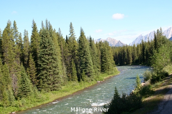 2417_maligne_river.jpg