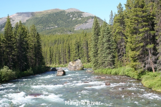 2418_maligne_river.jpg