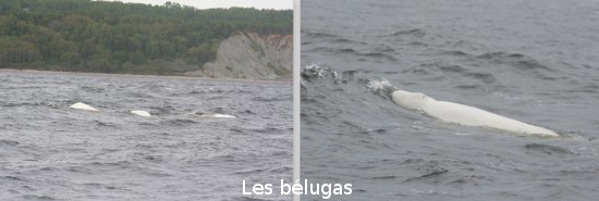 634638_belugas.jpg