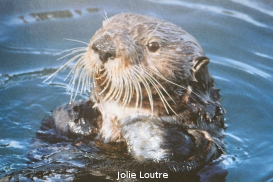 0004_loutre.jpg