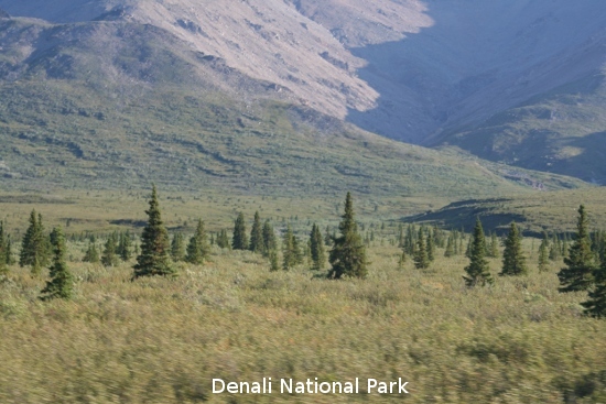 3113_denali_park.jpg