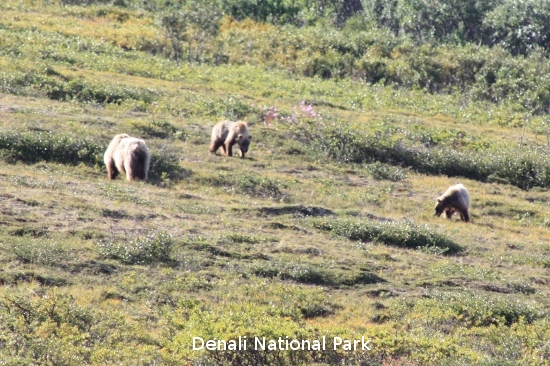 3141_denali_park.jpg