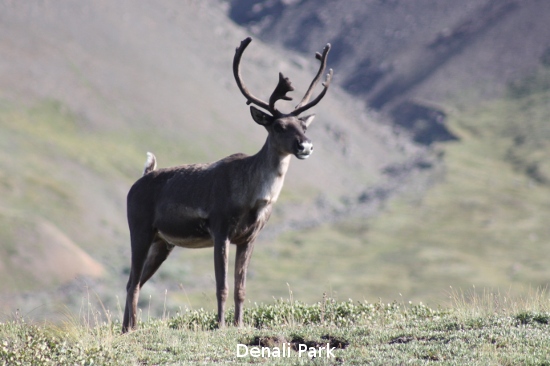 3159_denali_park.jpg