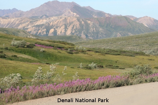 3183_denali_park.jpg