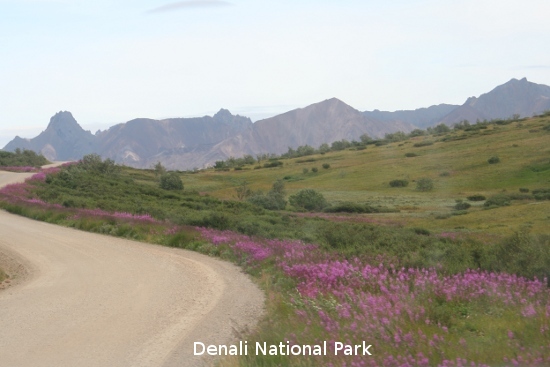 3344_denali_park.jpg