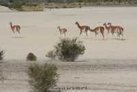 guanacos_sur_la_3_-a