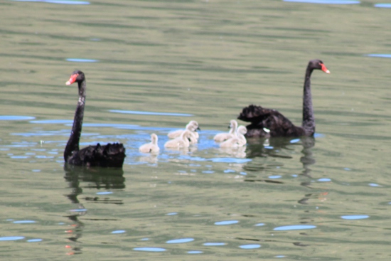 0213 lyttelton akaroa