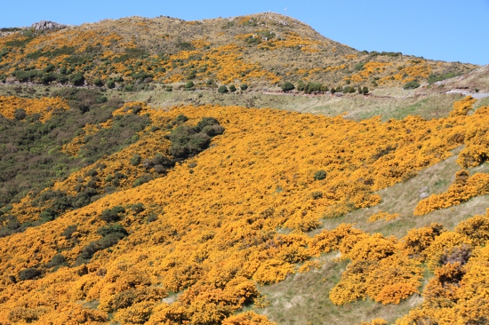 0262 akaroa christchurch