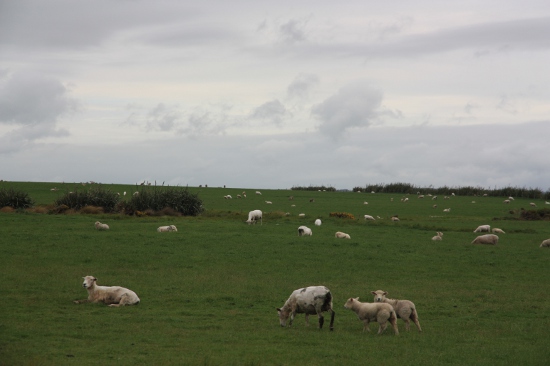 0969 catlins coast