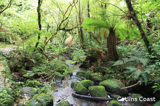 1009 catlins coast