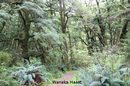 1214 wanaka haast