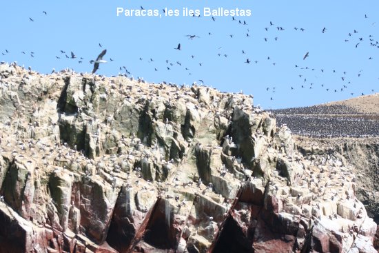 2177_paracas.jpg