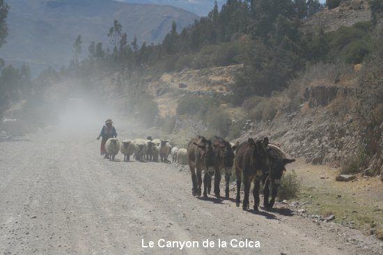 365_canyon_de_colca.jpg