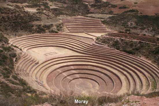 935_moray.jpg